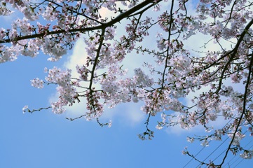 sakura_cor.jpg