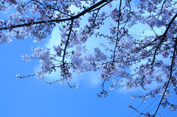 sakura_org.jpg